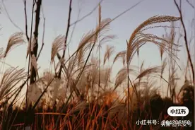 银杏、芦苇……趁秋色还未走远，西安这五处高颜值打卡地，约起图片
