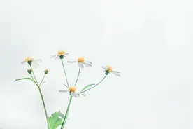故事：从来不需要想起，永远也不会忘记：我的青梅竹马图片