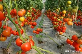 豆角、辣椒、茄子、番茄结果多有小妙招，不妨试试看，效果真不错图片