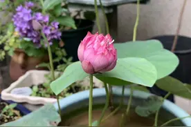 经历换土失败的尴尬，我终于成功地种出一盆碗莲图片