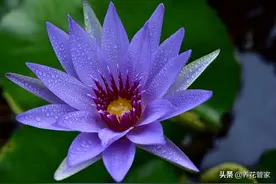 盘点睡莲品种大全，两类8种，总有一款适合你图片