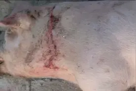 猪全身发红高烧不退，背上有出血点，就是得了非瘟吗图片