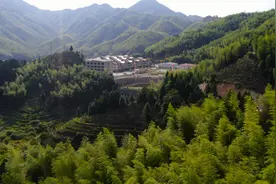 龙岩市新罗区江山镇老寨村：红土斜背出好茶，春来老树发新芽图片