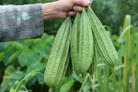 买丝瓜，要分清“有棱”和“无棱”，口感差别大，弄懂再买不吃亏图片