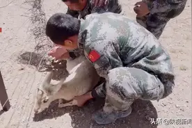 小屁屁上有颗“桃心”！暖心高原汽车兵救下一只神秘“萌兽”图片