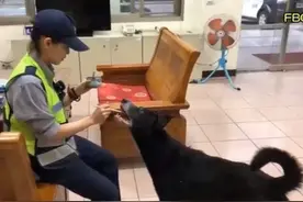 狗狗到派出所蹭饭，还骗走女警员的心，“渣狗”还有两个主人图片