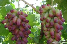了解葡萄种子构造，了解年周期中各生育期的特点，提高产量图片