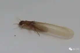 @斗门人 最近下雨后突现大量小飞虫，专家紧急提醒！图片