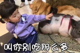罗熙表情包：叫你别吃那么多，现在变成猪了吧图片