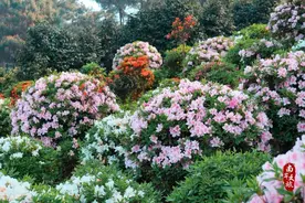 50000余株杜鹃花盛放，南岸的宝藏花园藏不住啦！图片