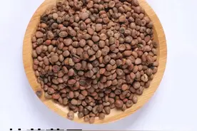 中药古今研究：莱菔子图片