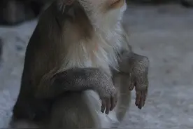 大师兄的亲戚—猪猴图片