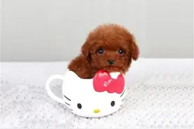 畸形的“人造狗”茶杯犬，卖到1万多美金一只，它们是怎么来的？图片
