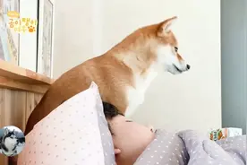 柴犬从小睡主人身上，趁宠主熟睡时躺好，还以为自己是奶狗呢图片