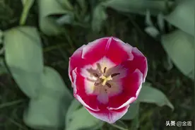 富贵娇艳的郁金香，丛丛簇簇鲜花惹人喜爱图片