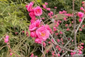 姓名中有"梅"可免费入园 西安植物园冬季梅花展开幕图片