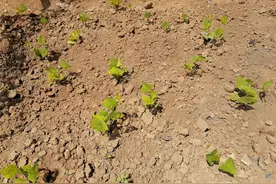 凉薯播种出苗不齐？跟凹皱种、水分等有关，干播盖稻草几方式处理图片