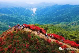 海拔1047米上的春天！红满山的通天蜡烛成热门登高赏花地！图片
