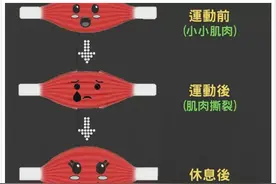 都说吃蛋白粉的肌肉没力气，这句话到底有科学依据吗？图片
