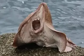 海钓时这几种鱼，千万不要用手抓它，不注意的话会对人体造成伤害图片