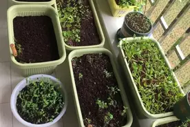 盆栽十厘米高的土壤能做啥？阳台种蔬菜足矣图片