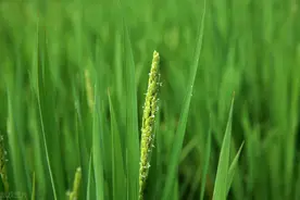 民间为何认为农历5月21会下雨？有何说法，四句老话知详情图片