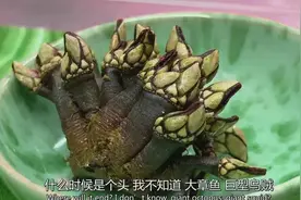 图解BBC《亿万富翁们的饕餮盛宴》，揭秘世界最壕无人性的食物图片