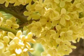 桂花树夏天该施什么肥图片