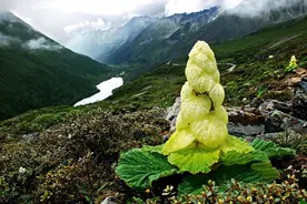 林草科普|中国蓼科植物图片