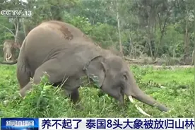养不起了！泰国8头大象被放归森林自行觅食图片