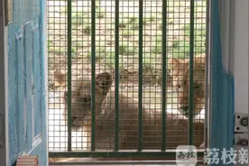给狮子接骨是种怎样的体验？小非洲狮今天在南京手术成功图片