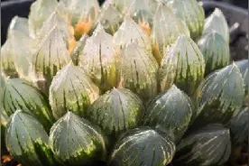 给多肉铺石头好吗？图片
