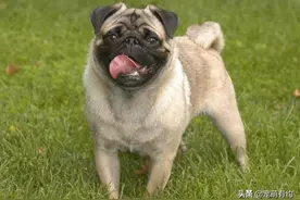 蠢萌的巴哥犬，憨憨的体态，忧郁的表情，总能给主人带来快乐图片