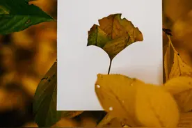 落叶是秋天的礼物，竟然有这么多玩法图片