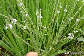 田边常见的小草，懂得人采回家煮水，你知道它有何价值吗？图片