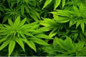 枫叶与大麻叶图片