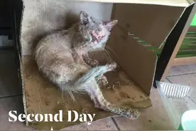 曾经全身皮肤溃烂的小猫，被领养后，竟变成超美“女神猫”图片