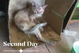 曾经全身皮肤溃烂的小猫，被领养后，竟变成超美“女神猫”图片
