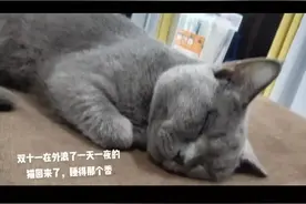 我的小猫叫豆豆图片
