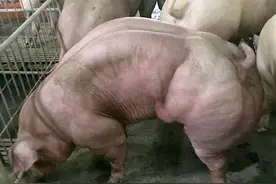 转基因“肌肉猪”你敢吃吗？猪的基因被科学家改造，全身长满肌肉图片