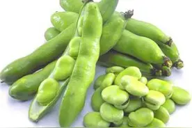 又是一年蚕豆香！豆香四溢预示着又一年夏季的来临图片