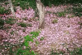 10首落花诗词：尽付芳心与蜜房图片