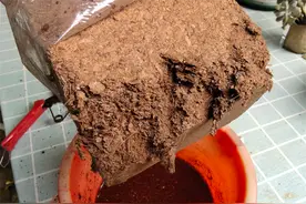 椰砖土适合养什么植物？别乱使用，不然容易沤根腐烂图片