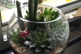 废旧鱼缸不要扔，拿来种花效果非常好图片