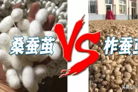 柞蚕丝和桑蚕丝有什么区别？提个醒，别用桑蚕丝价格买了柞蚕丝图片