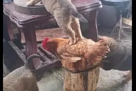 狗狗踩着鸡的身体，爬到桌子上偷吃肉，狗：借鸡行事，如狗添翼图片