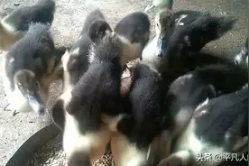 农村放养鸭子应注意的事项图片