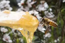 什么是麦卢卡蜂蜜？麦卢卡蜂蜜好不好？图片