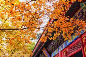 周五起香山公园实行实名制验票入园 需提前一天分时段预约图片