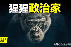 勾心斗角的黑猩猩，堪比权力的游戏图片